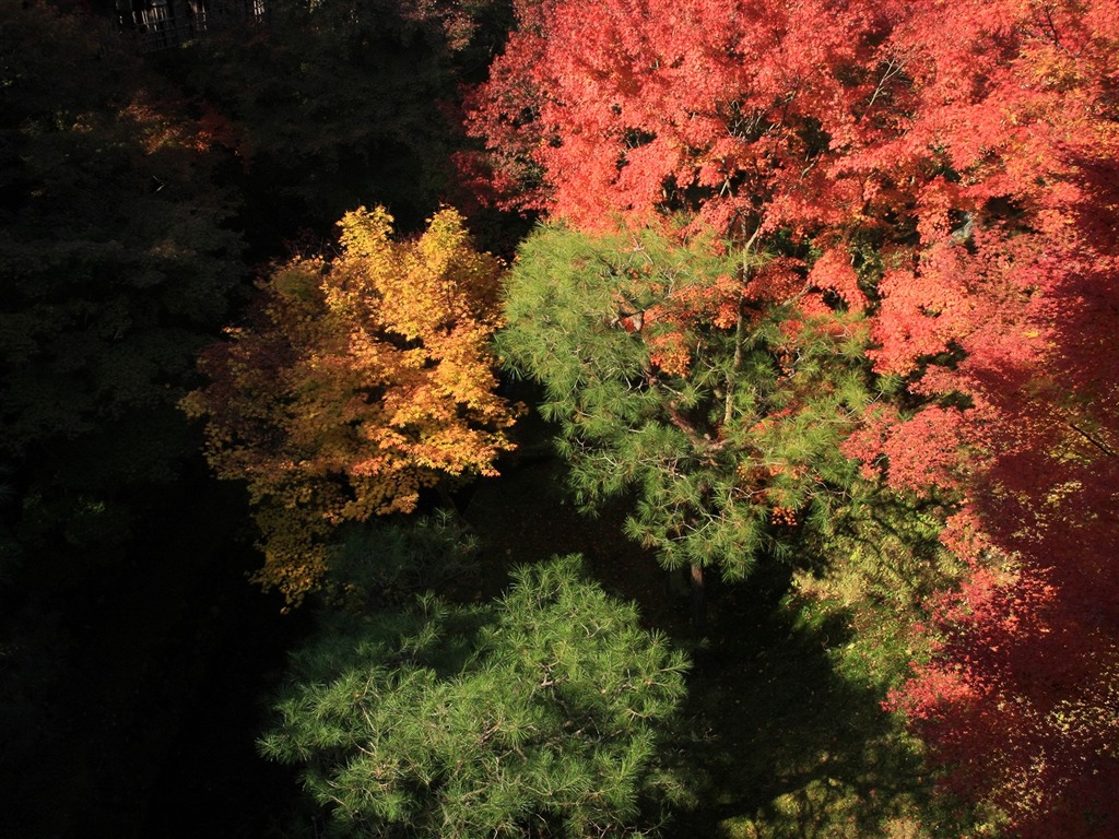 Maple sky wallpaper (3) #5 - 1024x768