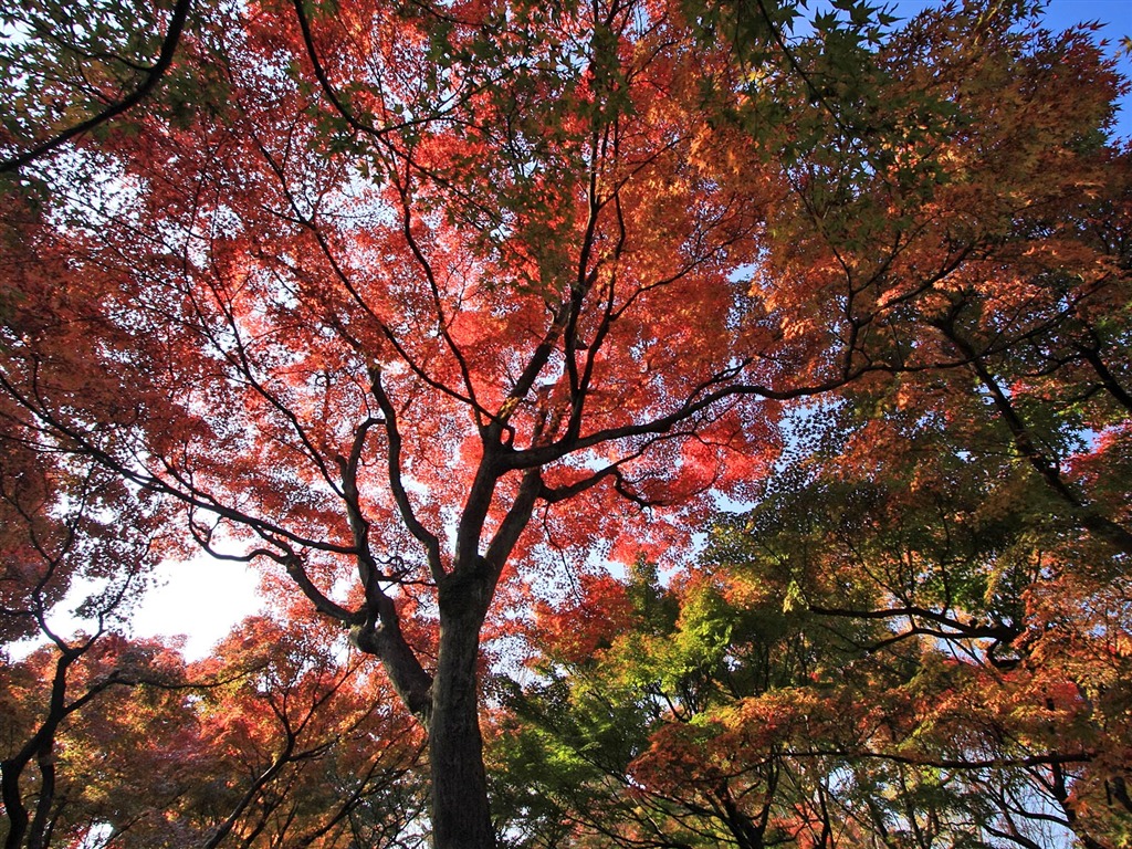 Maple sky wallpaper (3) #6 - 1024x768