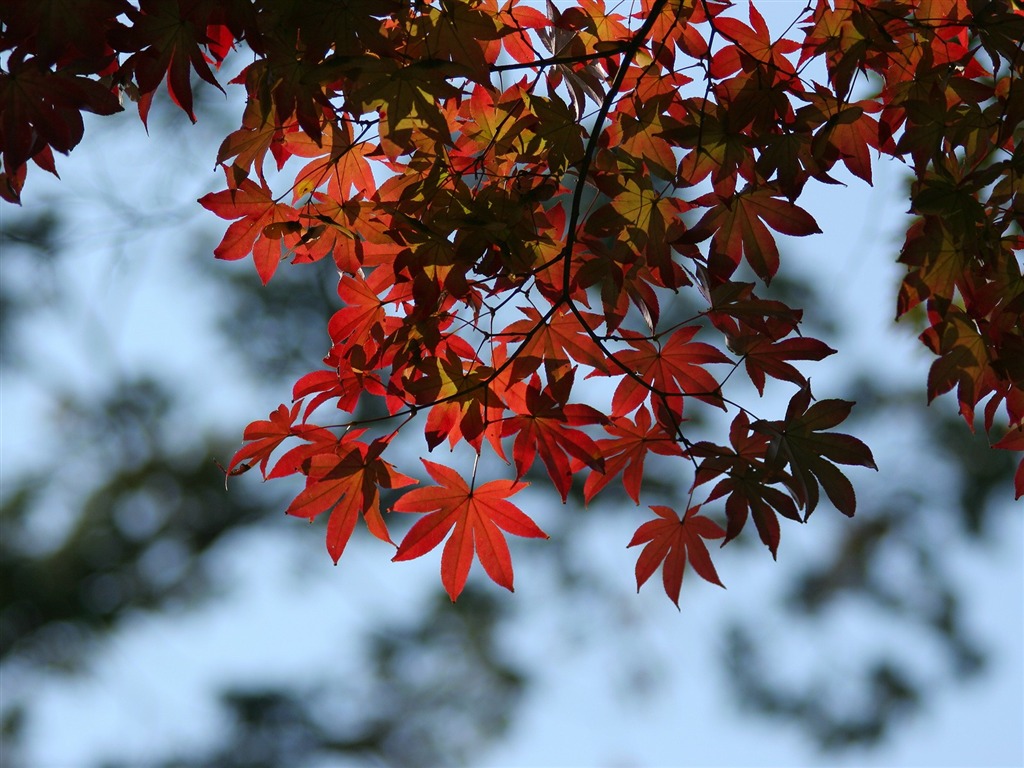 Maple sky wallpaper (3) #7 - 1024x768