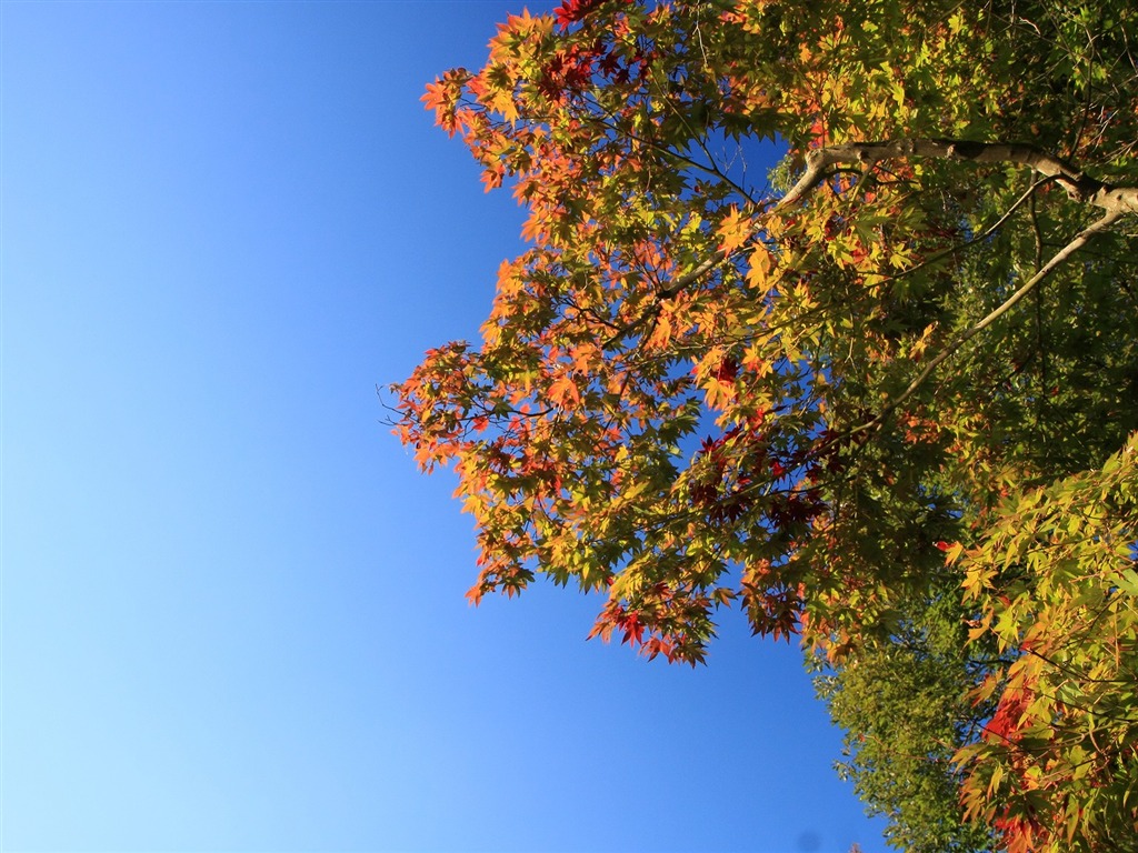 Maple sky wallpaper (3) #8 - 1024x768