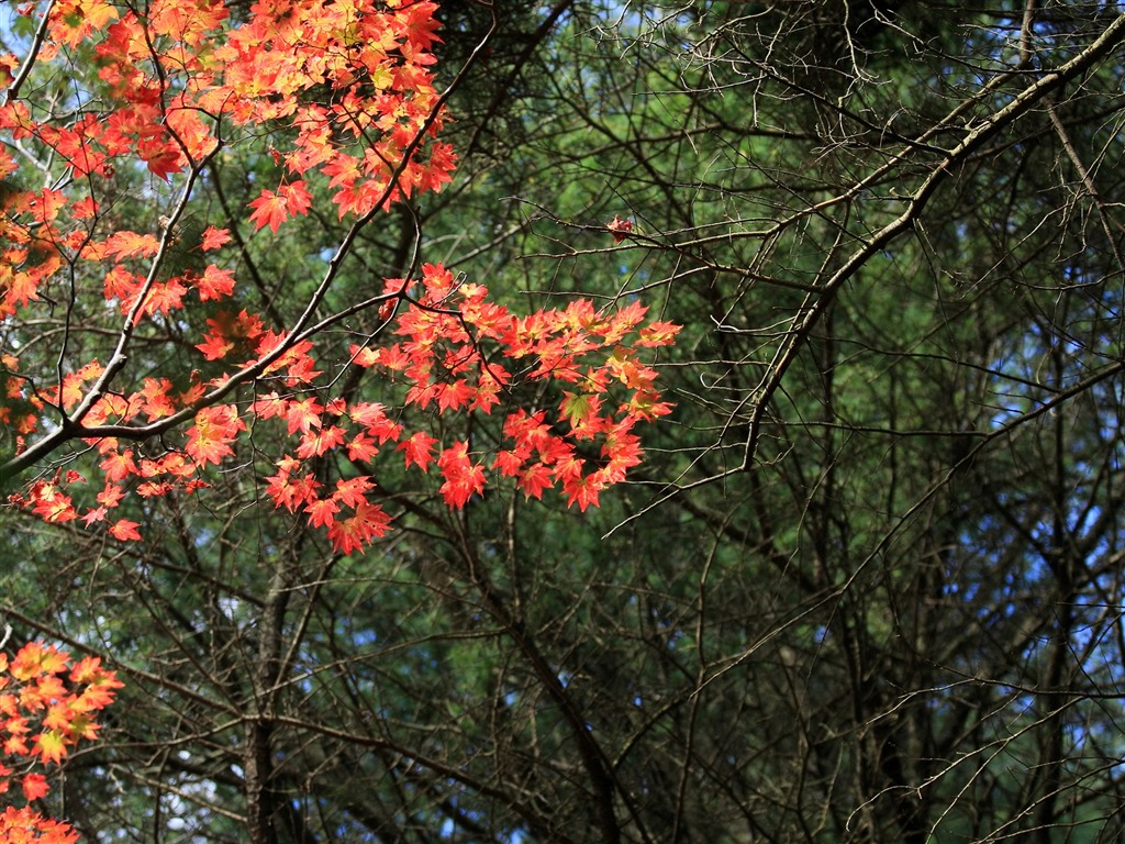 Maple sky wallpaper (3) #9 - 1024x768