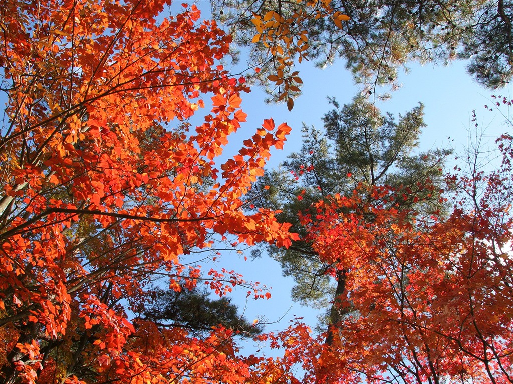 Maple sky wallpaper (3) #10 - 1024x768