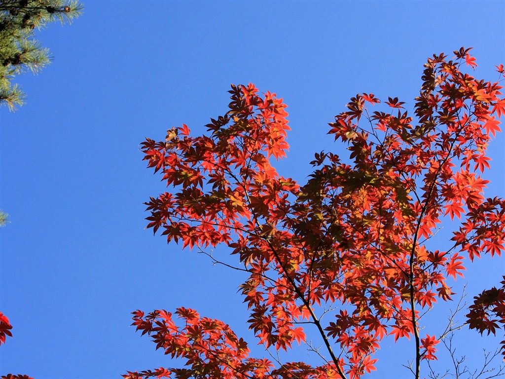 Maple sky wallpaper (3) #11 - 1024x768