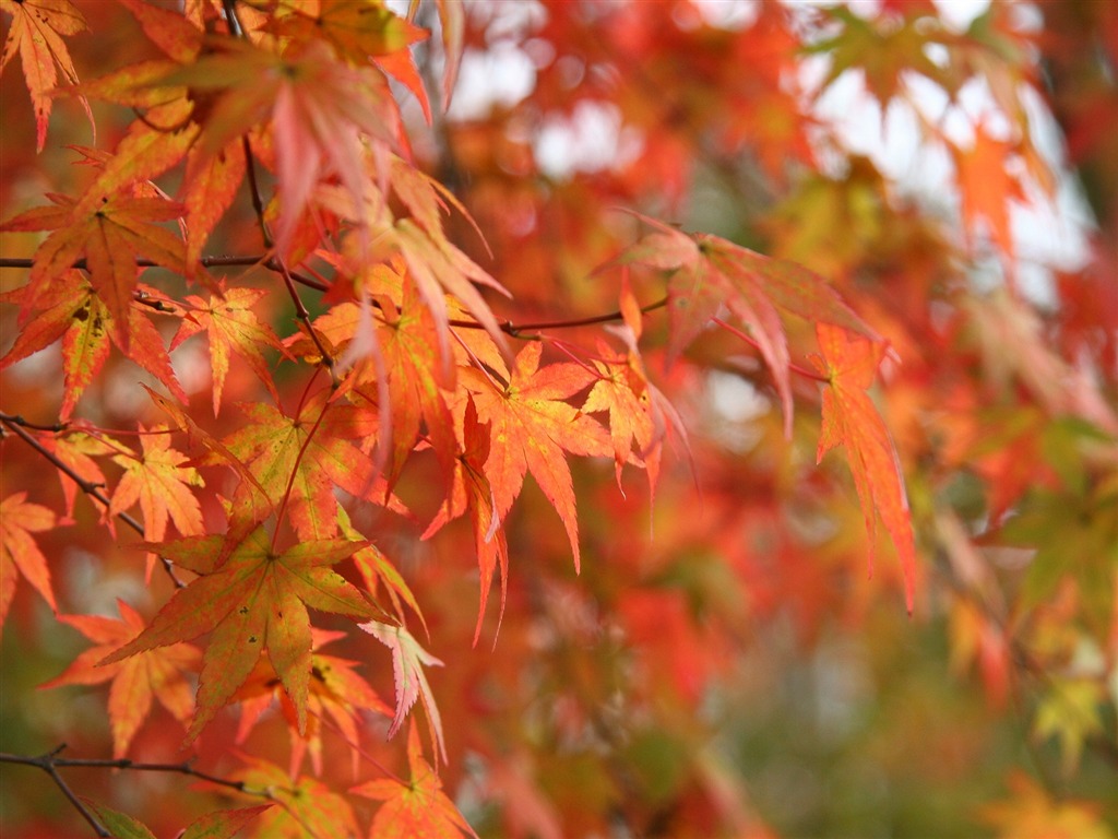 Maple sky wallpaper (3) #12 - 1024x768