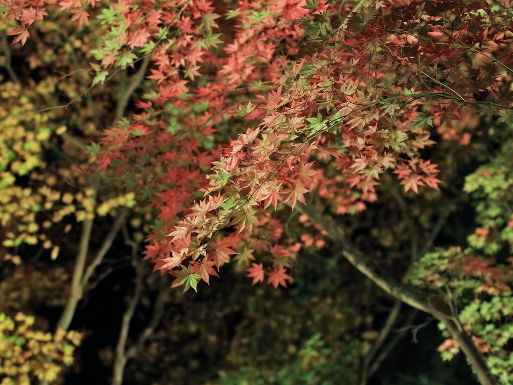 Maple sky wallpaper (3) #13 - 1024x768