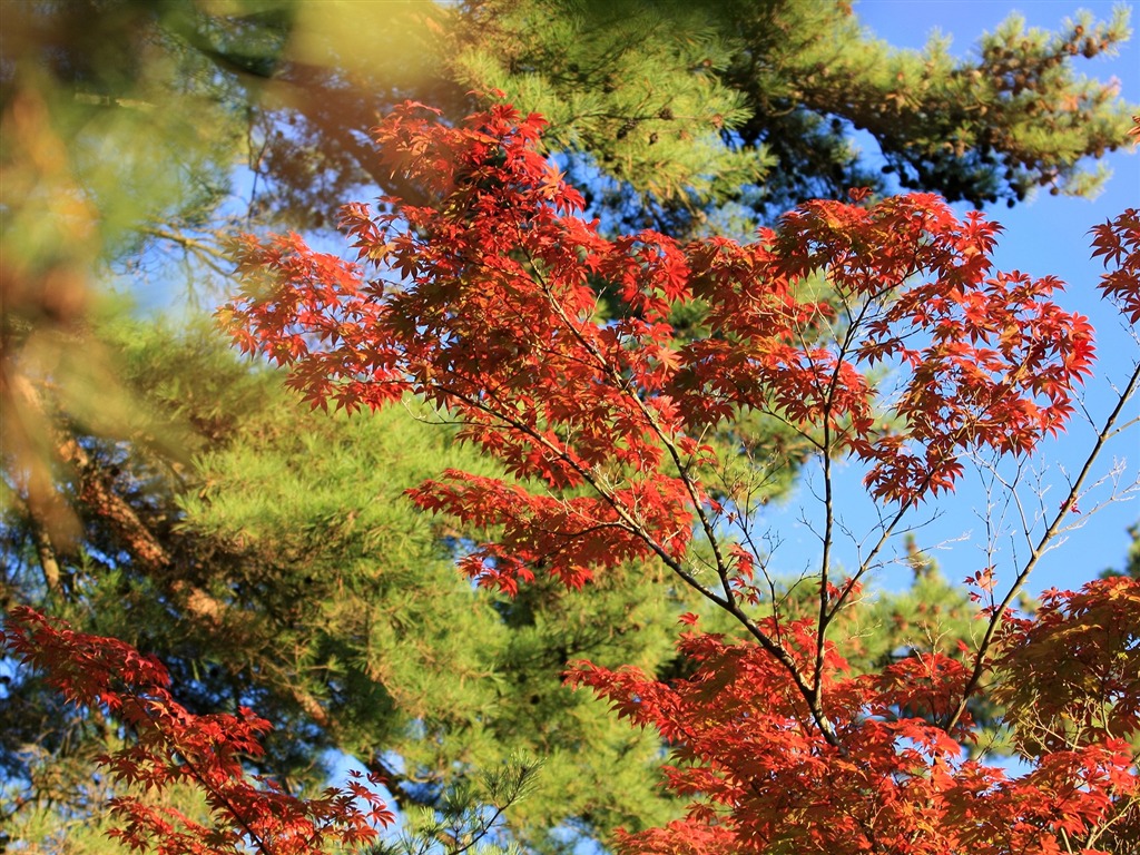 Maple sky wallpaper (3) #14 - 1024x768