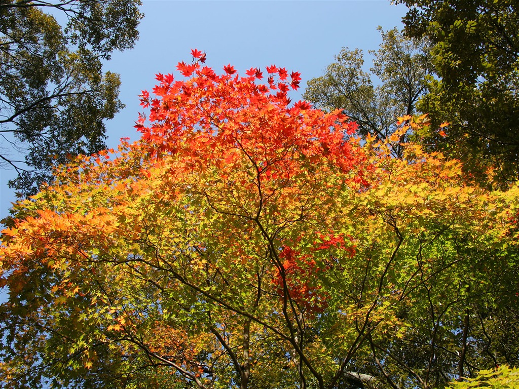 Maple sky wallpaper (3) #15 - 1024x768