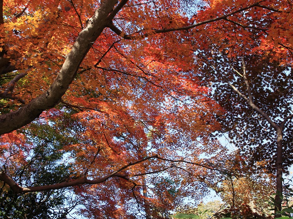 Maple sky wallpaper (3) #17 - 1024x768