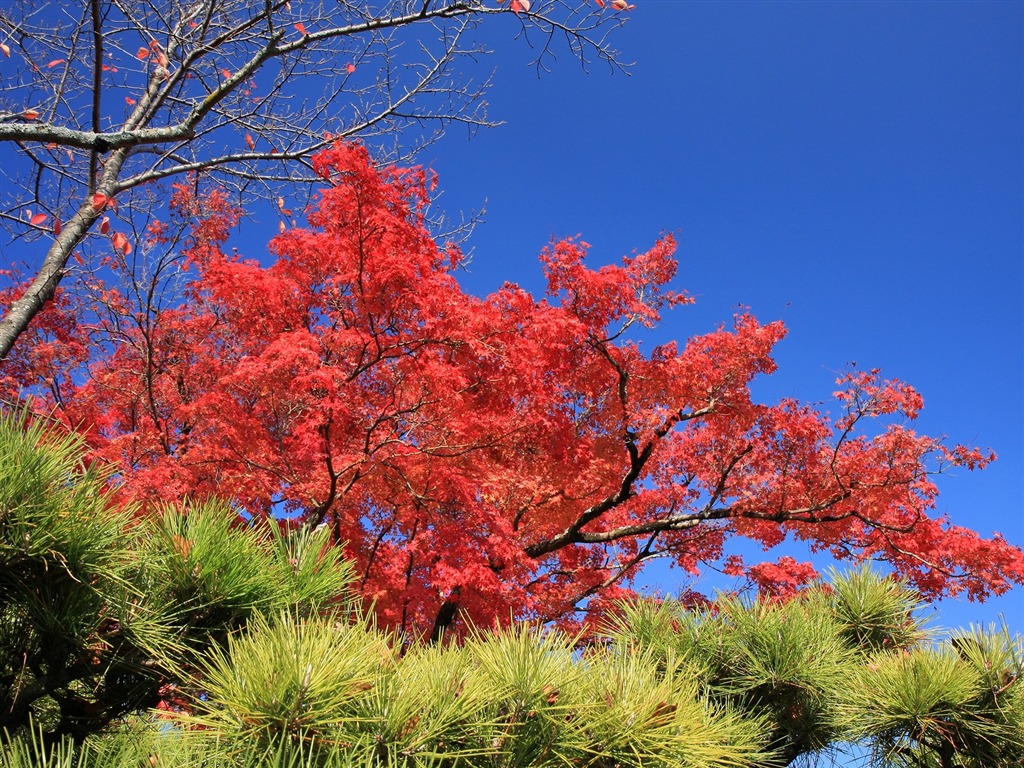 枫叶满天 壁纸(三)18 - 1024x768