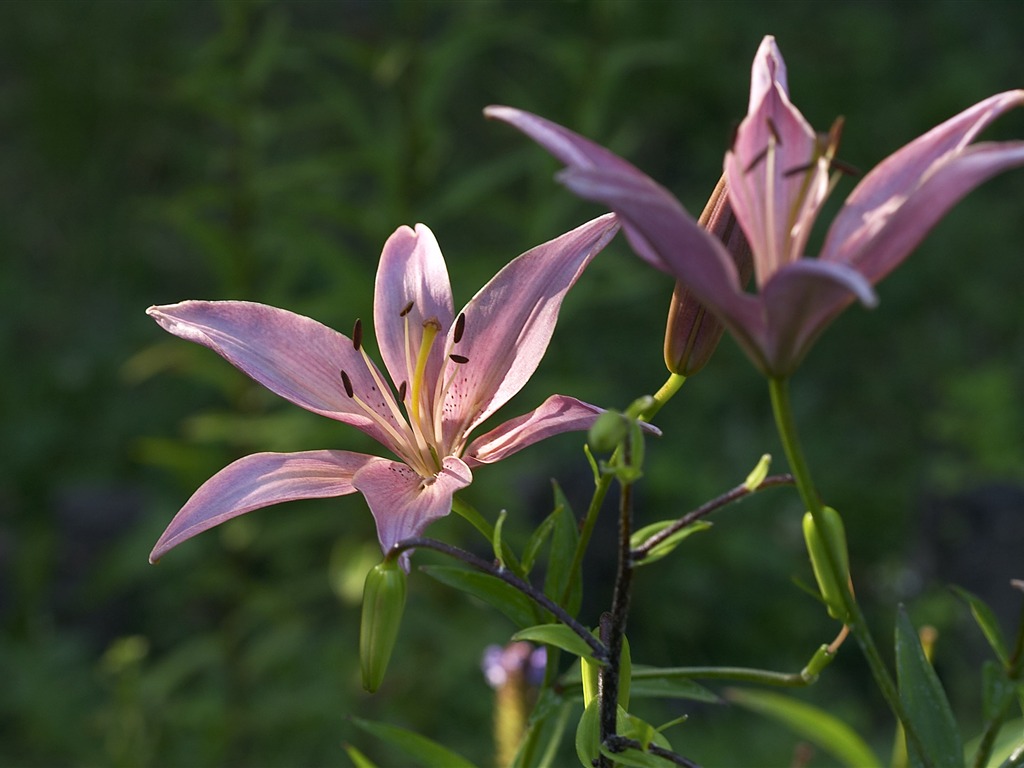 Large Flower Feature Wallpaper (6) #13 - 1024x768