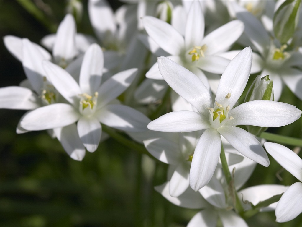 超大鲜花特写 壁纸(六)15 - 1024x768