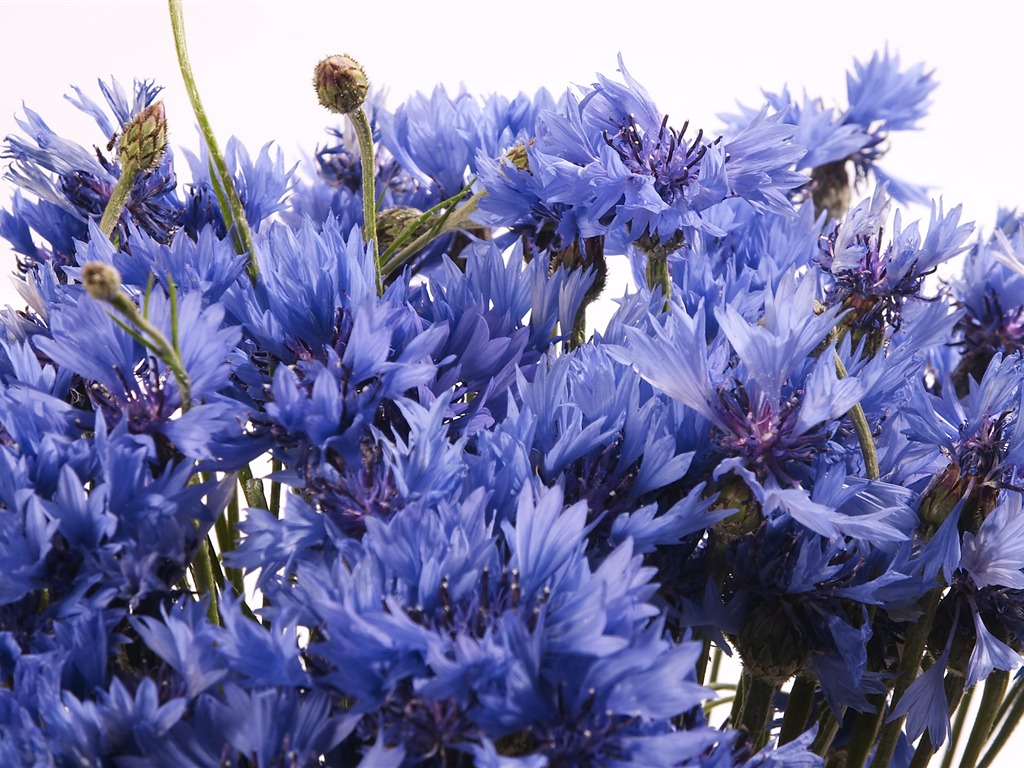 超大鲜花特写 壁纸(六)17 - 1024x768