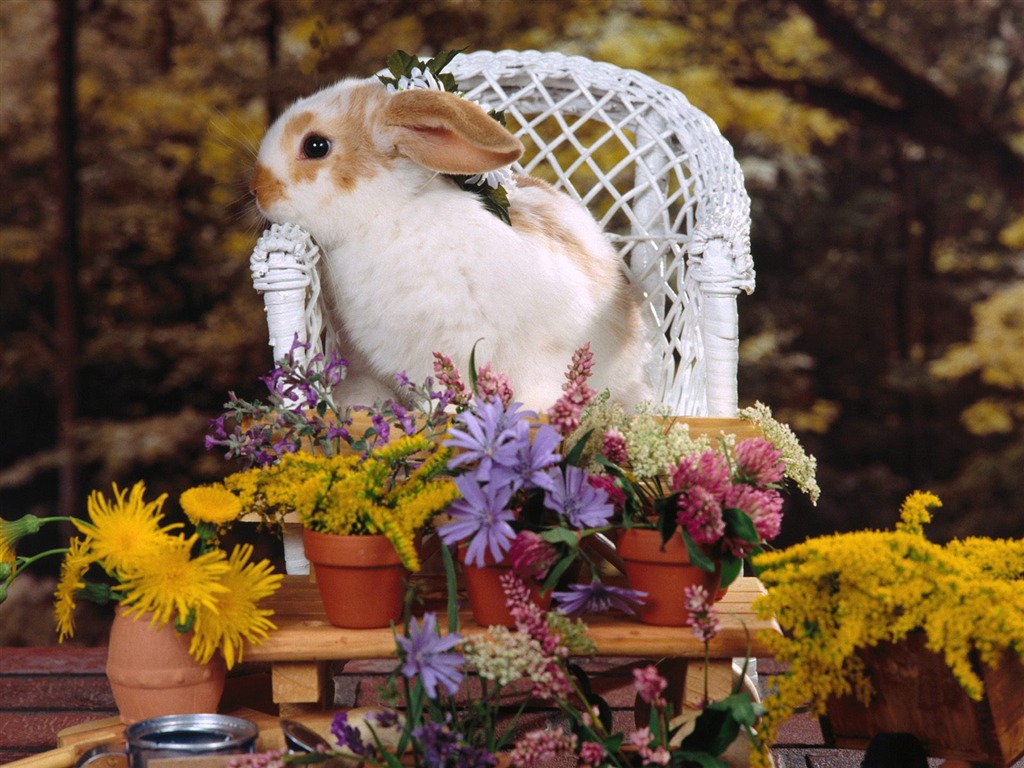 Rabbit Foto tapety (1) #8 - 1024x768