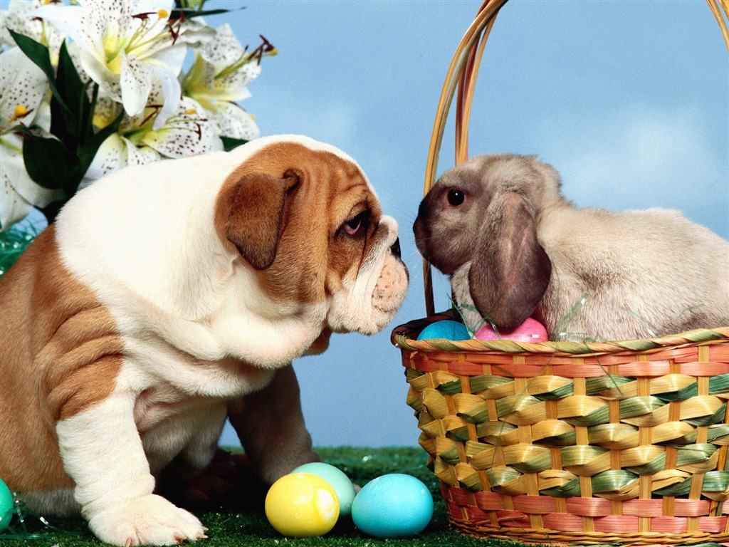 Rabbit Foto tapety (1) #10 - 1024x768