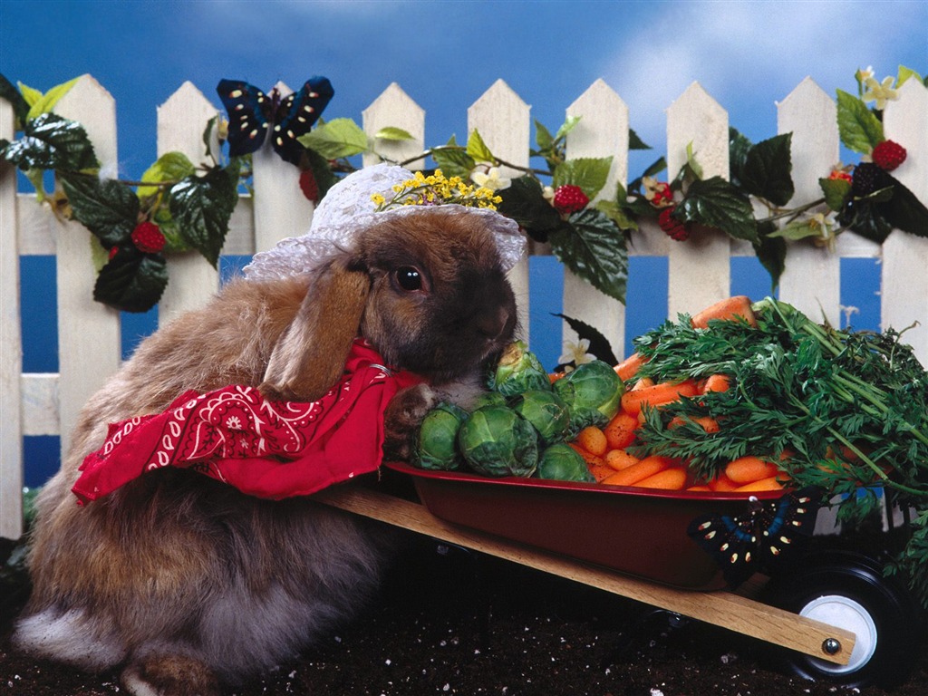 Rabbit Foto tapety (1) #15 - 1024x768