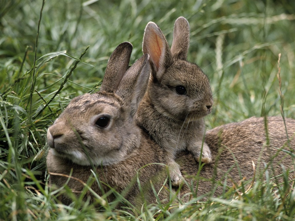 Rabbit Photo Wallpaper (1) #18 - 1024x768