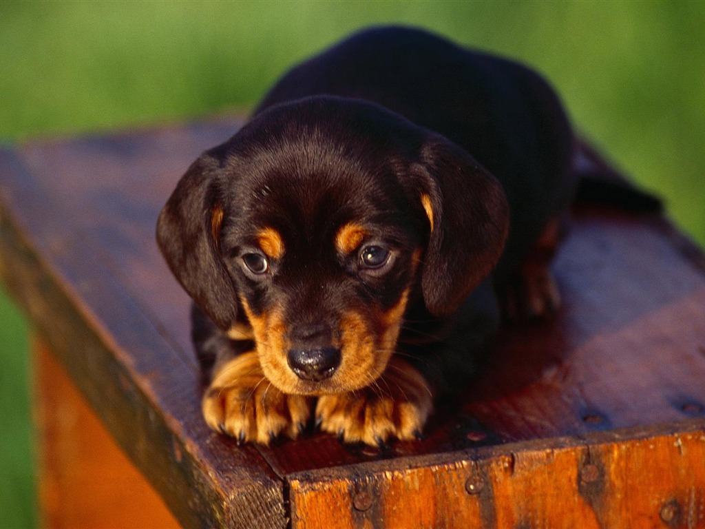 Puppy Foto HD Tapety na plochu (3) #19 - 1024x768