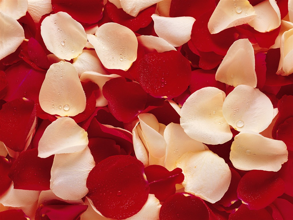 Rose Foto tapety (1) #11 - 1024x768