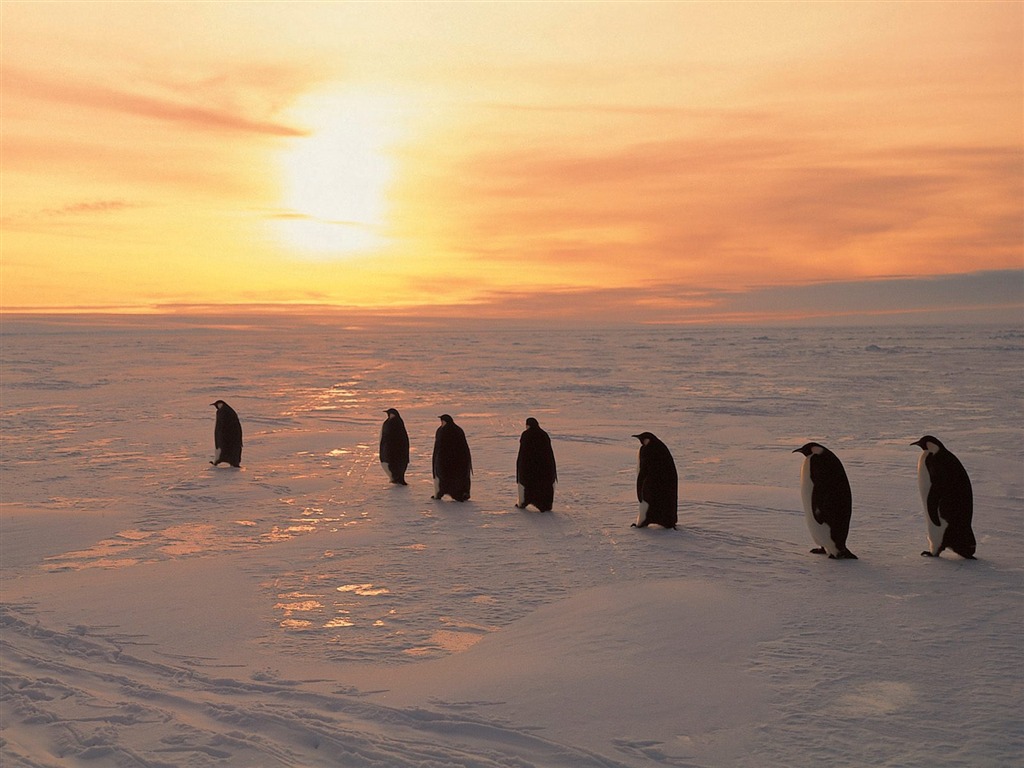 Penguin Photo Wallpaper #7 - 1024x768