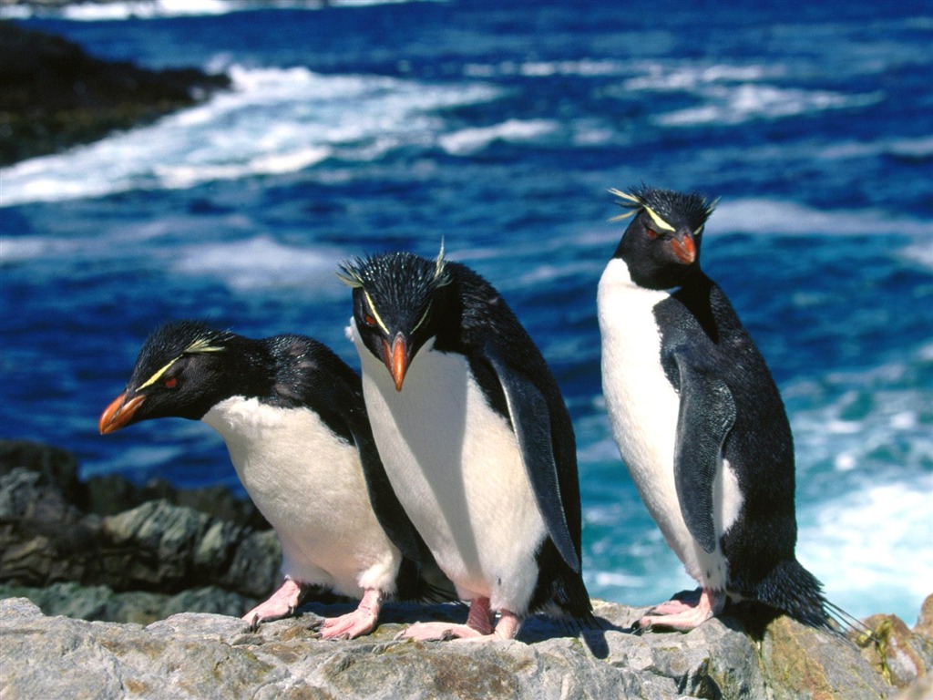Penguin Foto Wallpaper #22 - 1024x768
