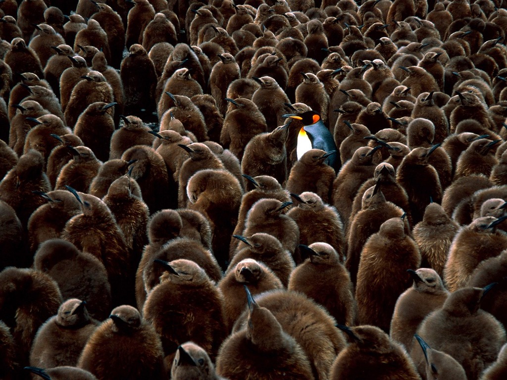 Penguin Foto Wallpaper #23 - 1024x768