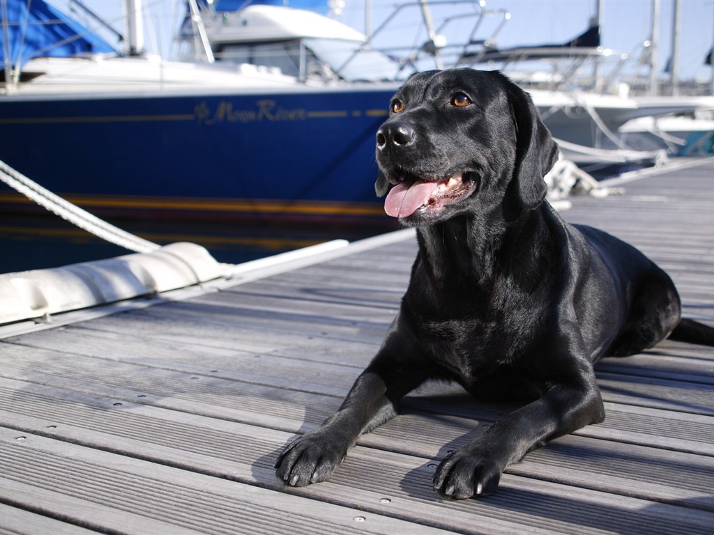 Cachorro de fotos HD fondos de pantalla (4) #6 - 1024x768