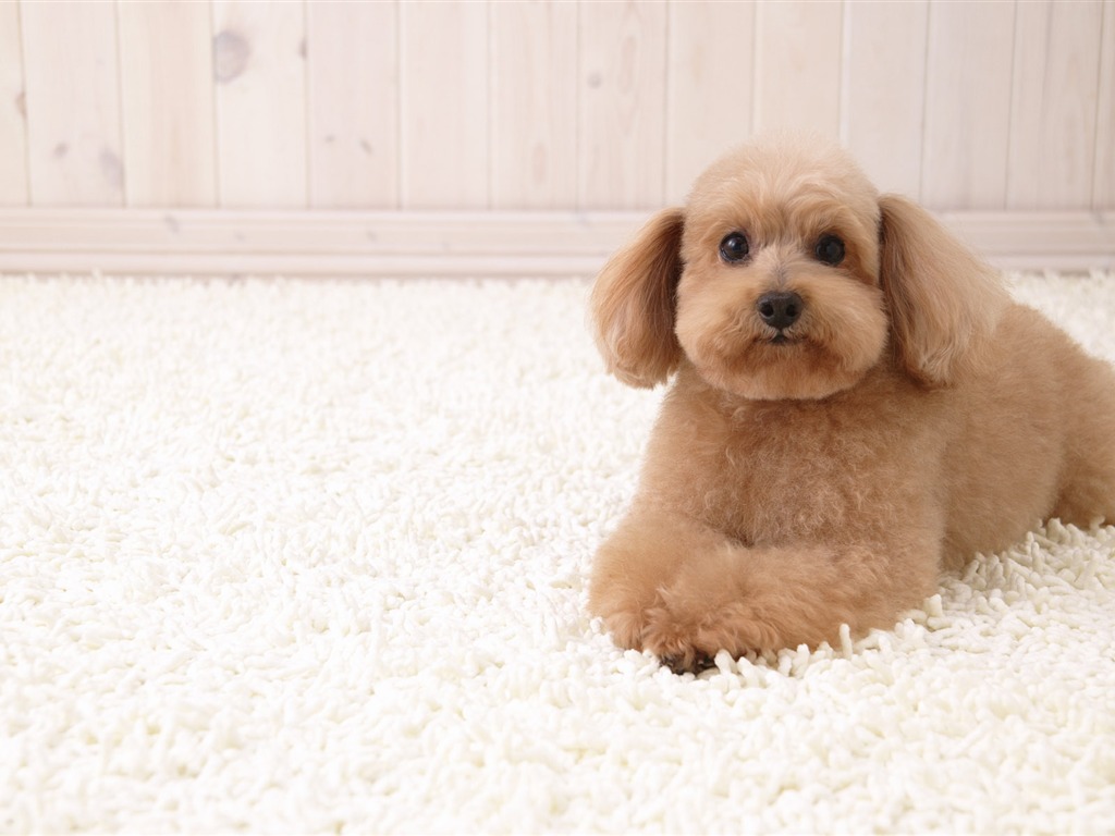 Puppy Foto HD Tapety na plochu (4) #19 - 1024x768