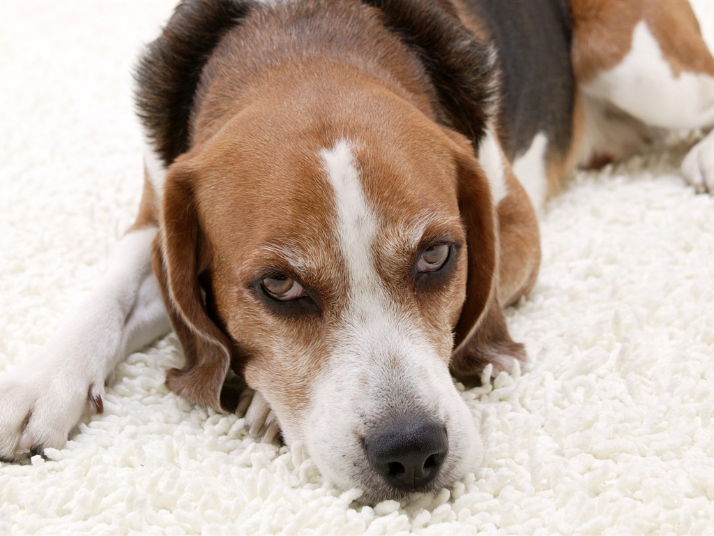 Puppy Foto HD Tapety na plochu (5) #4 - 1024x768