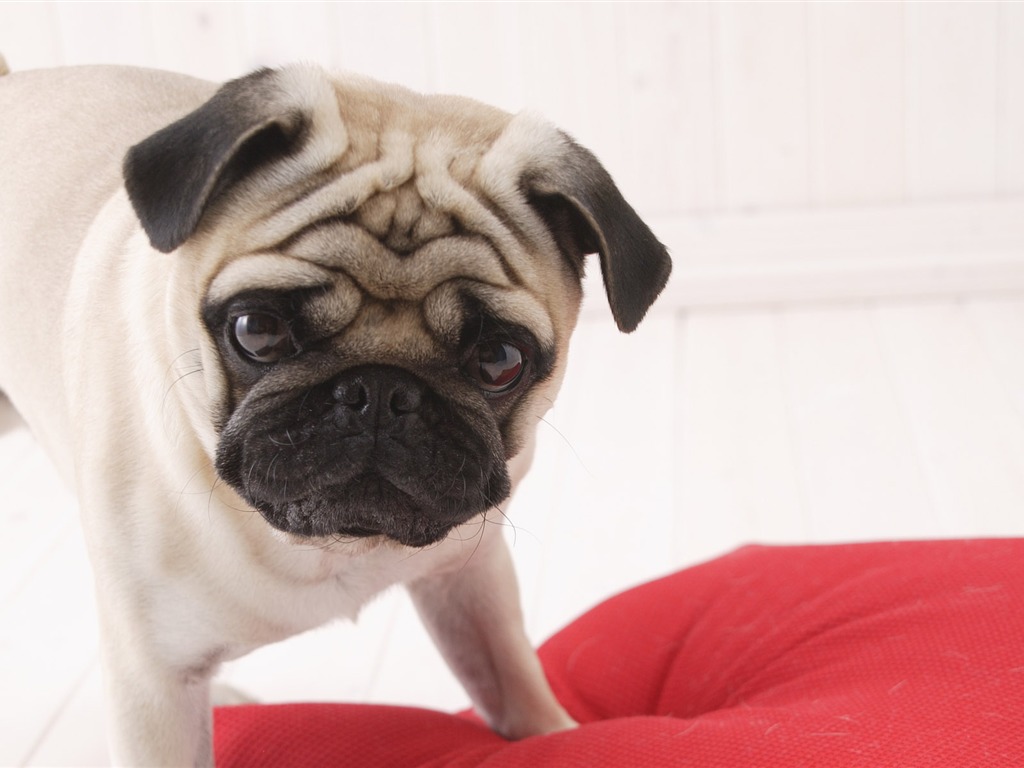 Puppy Foto HD Tapety na plochu (5) #10 - 1024x768