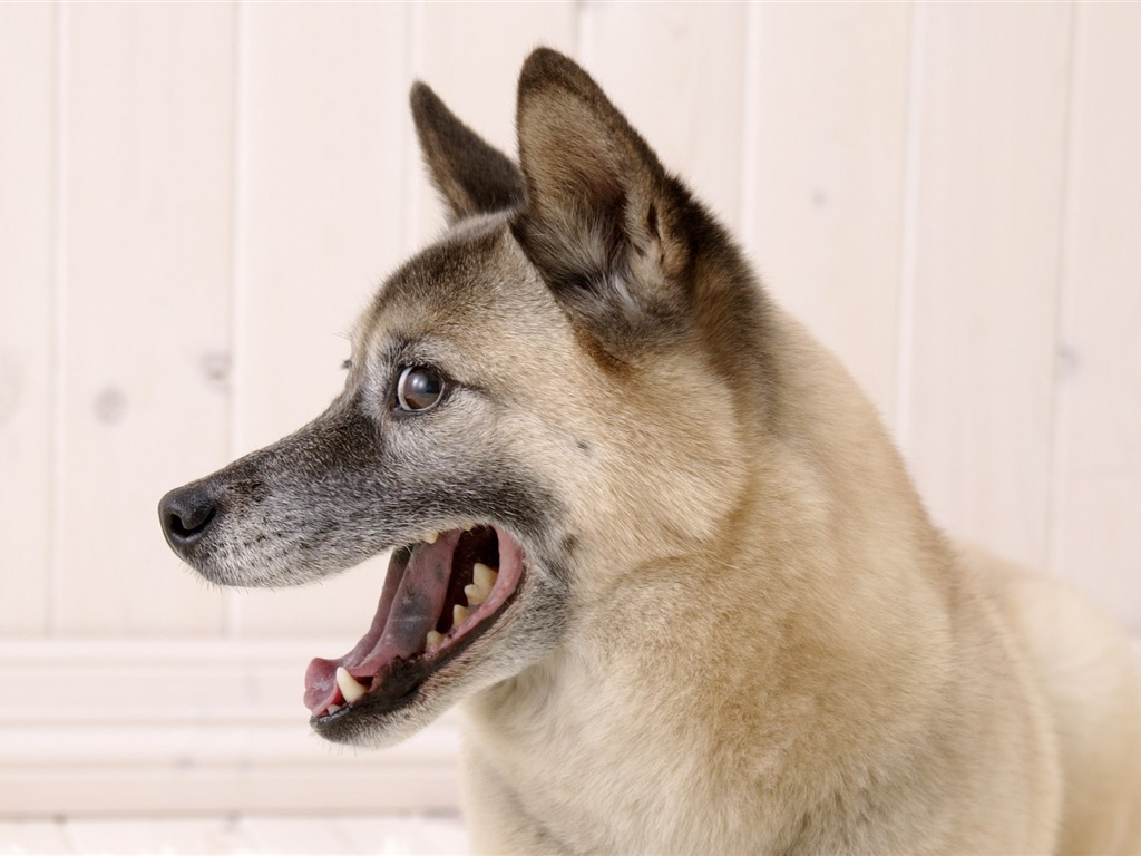 Puppy Foto HD Tapety na plochu (5) #12 - 1024x768