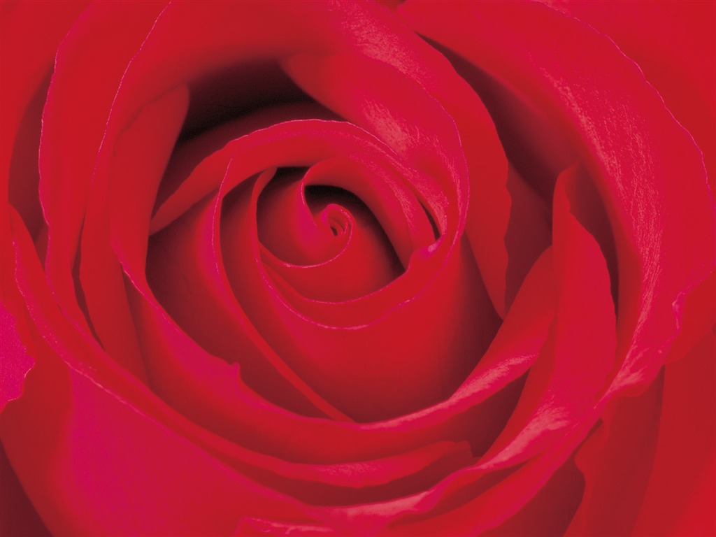 Rose Foto tapety (2) #19 - 1024x768