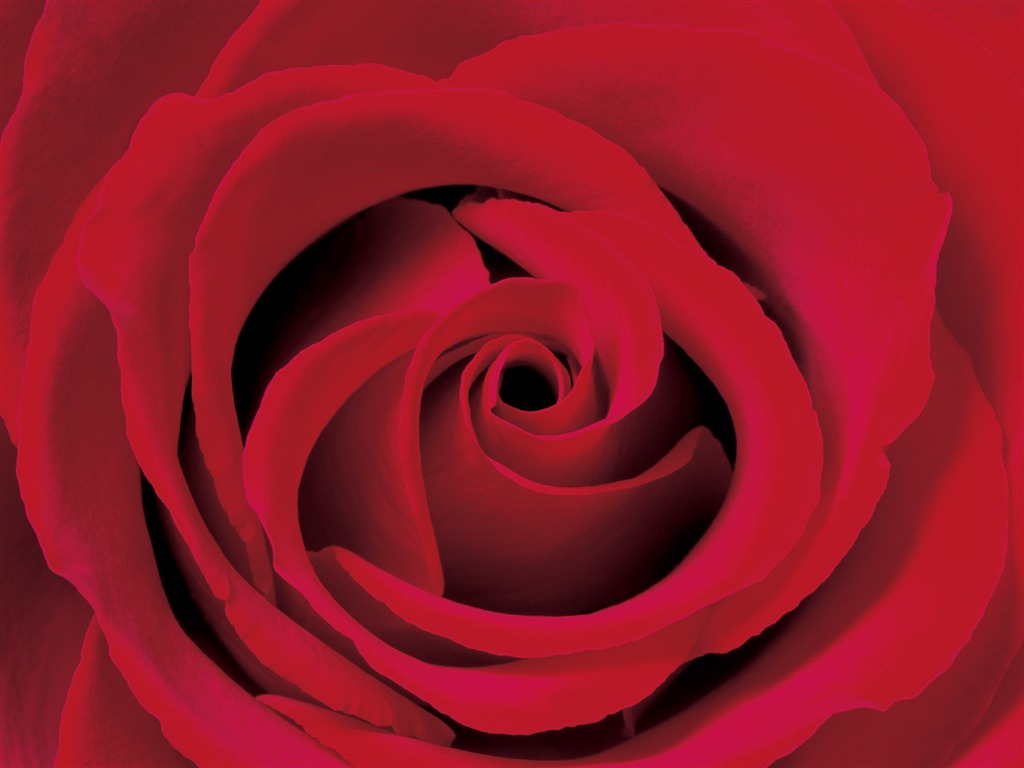 Rose Foto tapety (2) #20 - 1024x768