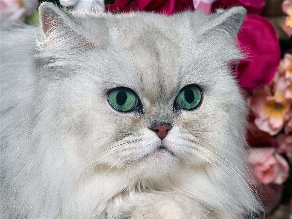 1600 Cat Foto tapety (1) #12 - 1024x768