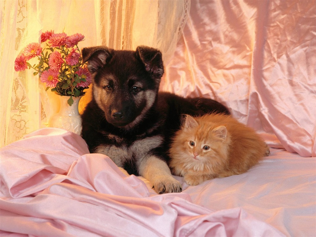 1600 Cat Foto tapety (2) #4 - 1024x768