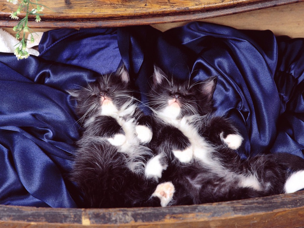 1600 Cat Foto tapety (2) #5 - 1024x768