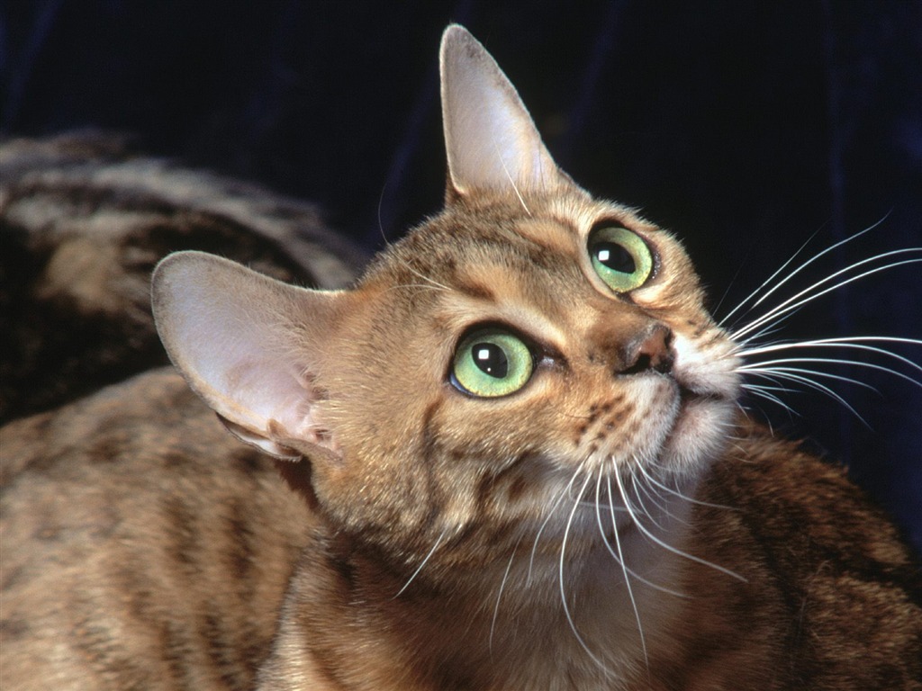 1600 Cat Foto tapety (2) #15 - 1024x768