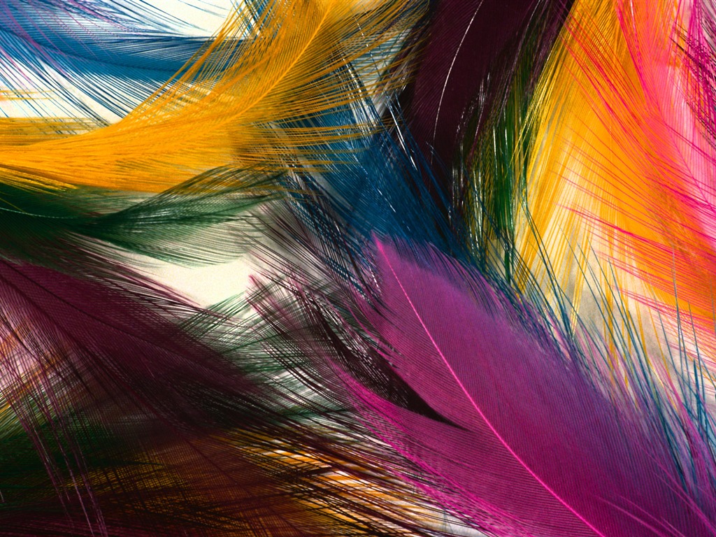 barevné peří křídla close-up tapety (1) #1 - 1024x768