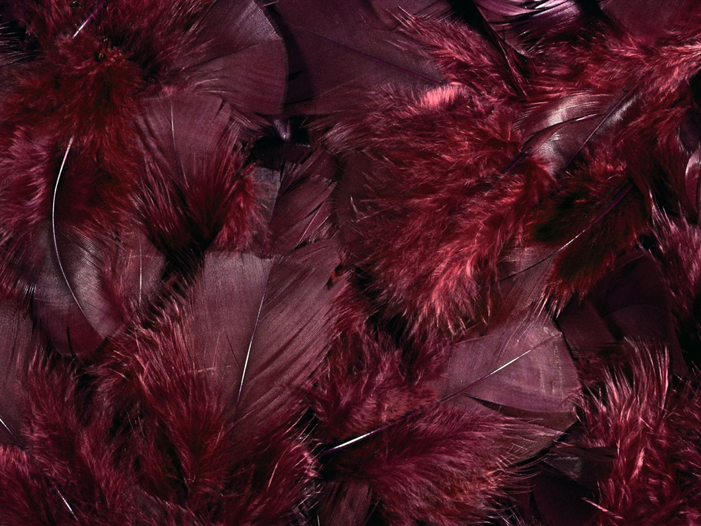 Colorful feather wings close-up wallpaper (1) #10 - 1024x768