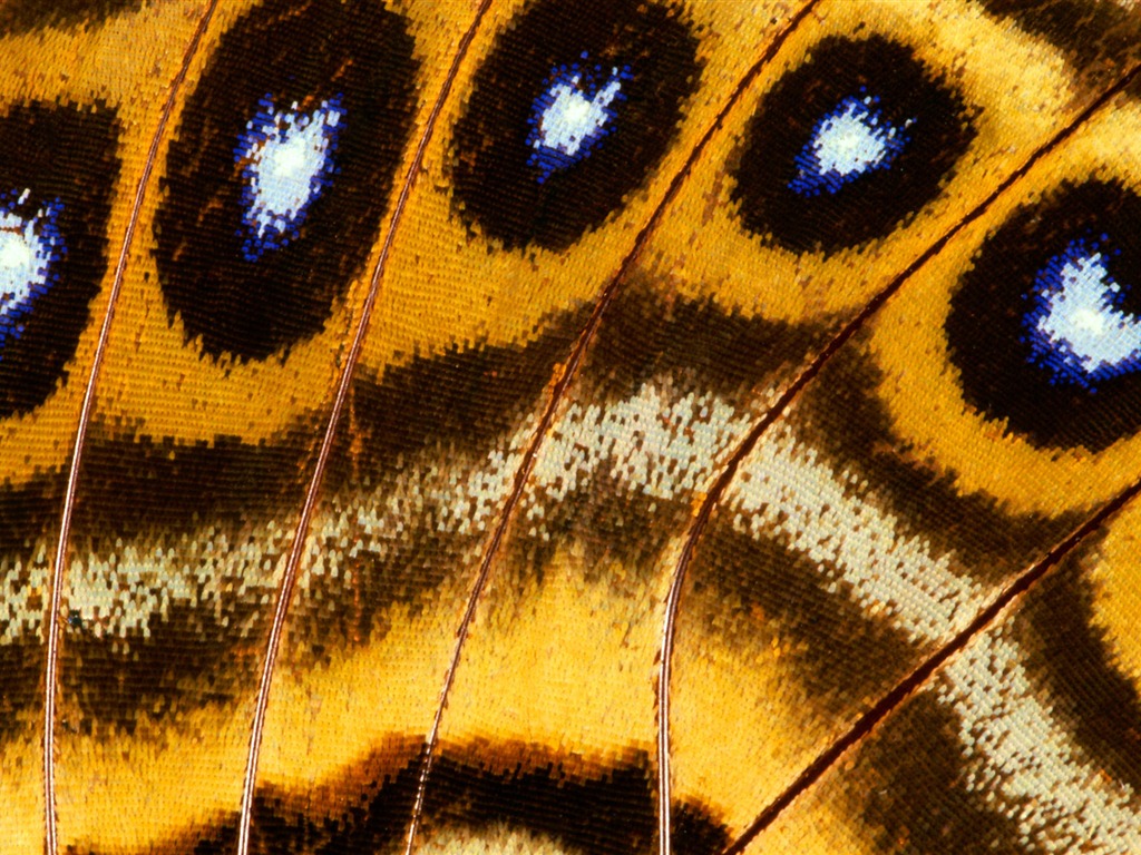 barevné peří křídla close-up tapety (1) #12 - 1024x768