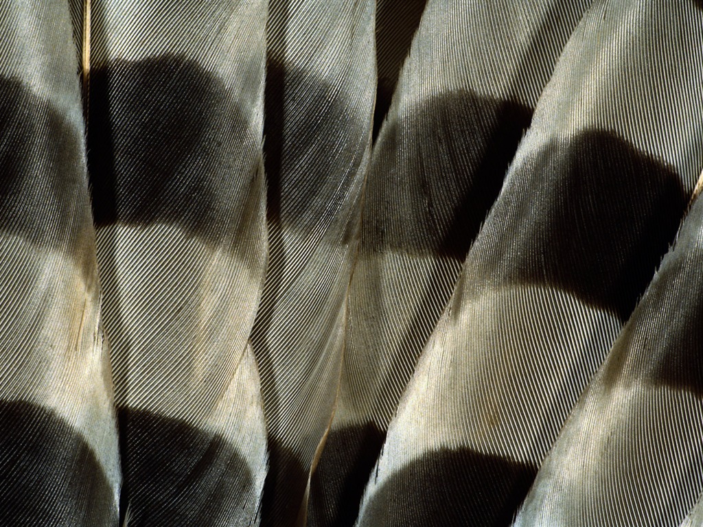 barevné peří křídla close-up tapety (1) #17 - 1024x768