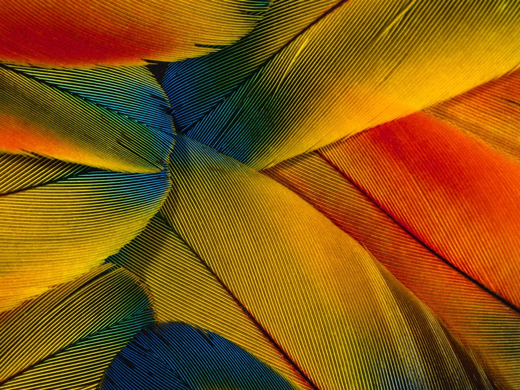 炫彩羽毛翅膀特寫 壁紙(一) #19 - 1024x768