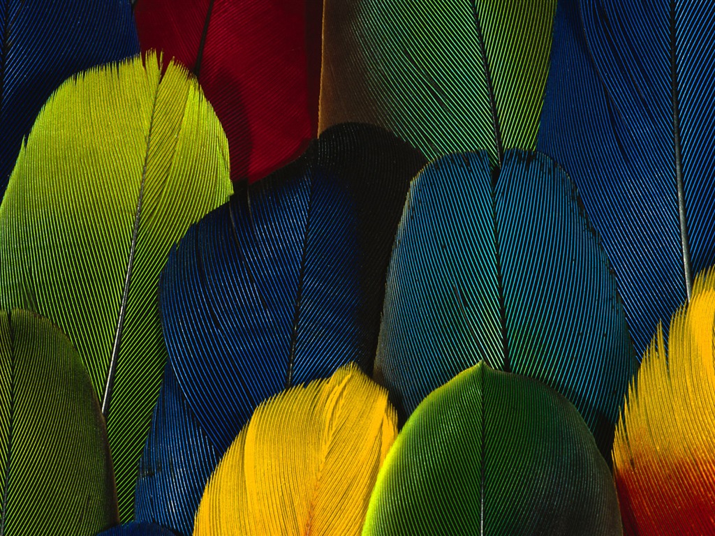 barevné peří křídla close-up tapety (1) #20 - 1024x768