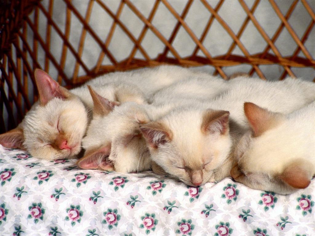 1600 Cat Foto tapety (3) #2 - 1024x768