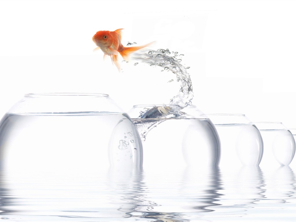 Jumping Goldfish Tapete #5 - 1024x768