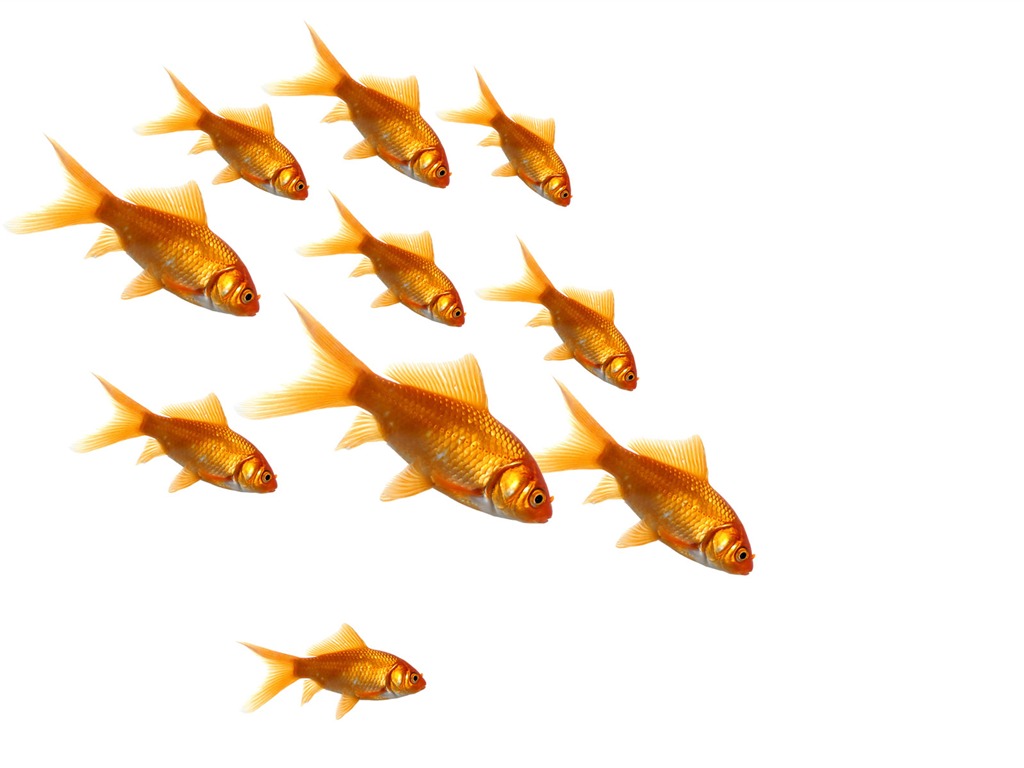跳躍金魚壁紙 #8 - 1024x768