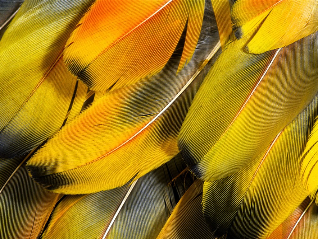 Colorful feather wings close-up wallpaper (2) #2 - 1024x768