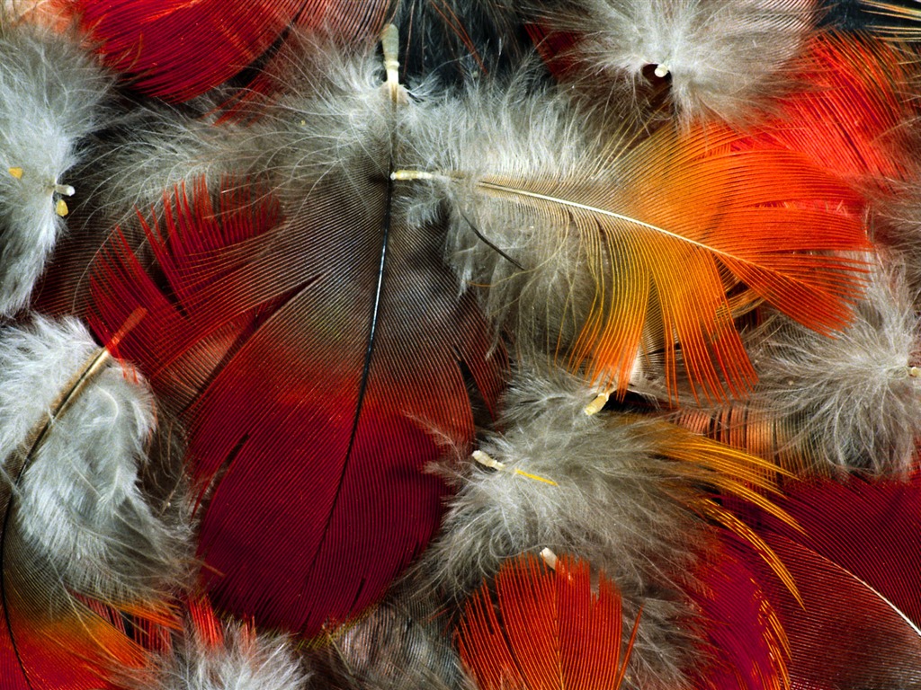 Colorful feather wings close-up wallpaper (2) #5 - 1024x768