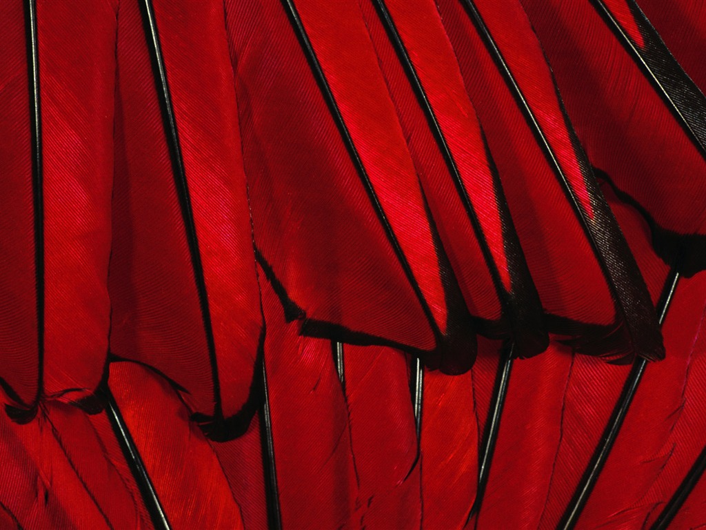 ailes de plumes colorées wallpaper close-up (2) #6 - 1024x768