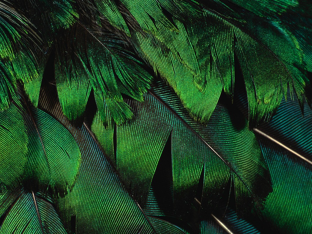 Colorful feather wings close-up wallpaper (2) #9 - 1024x768