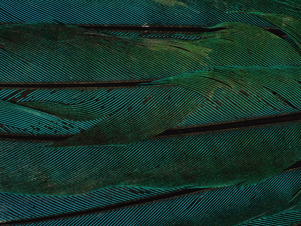 ailes de plumes colorées wallpaper close-up (2) #10 - 1024x768